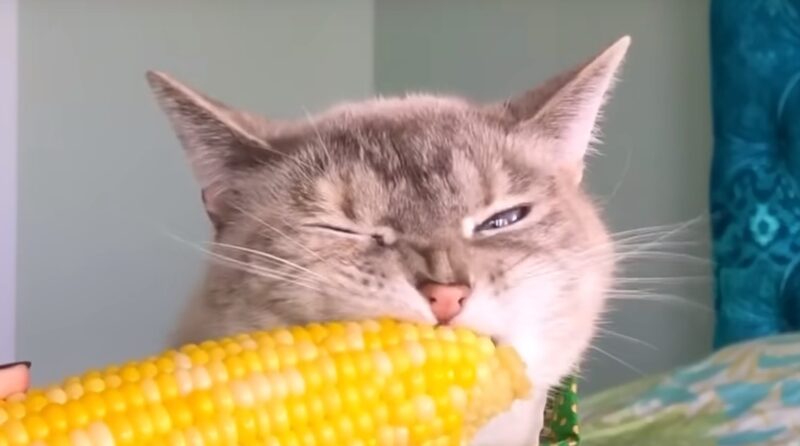 Can Cats Digest corn