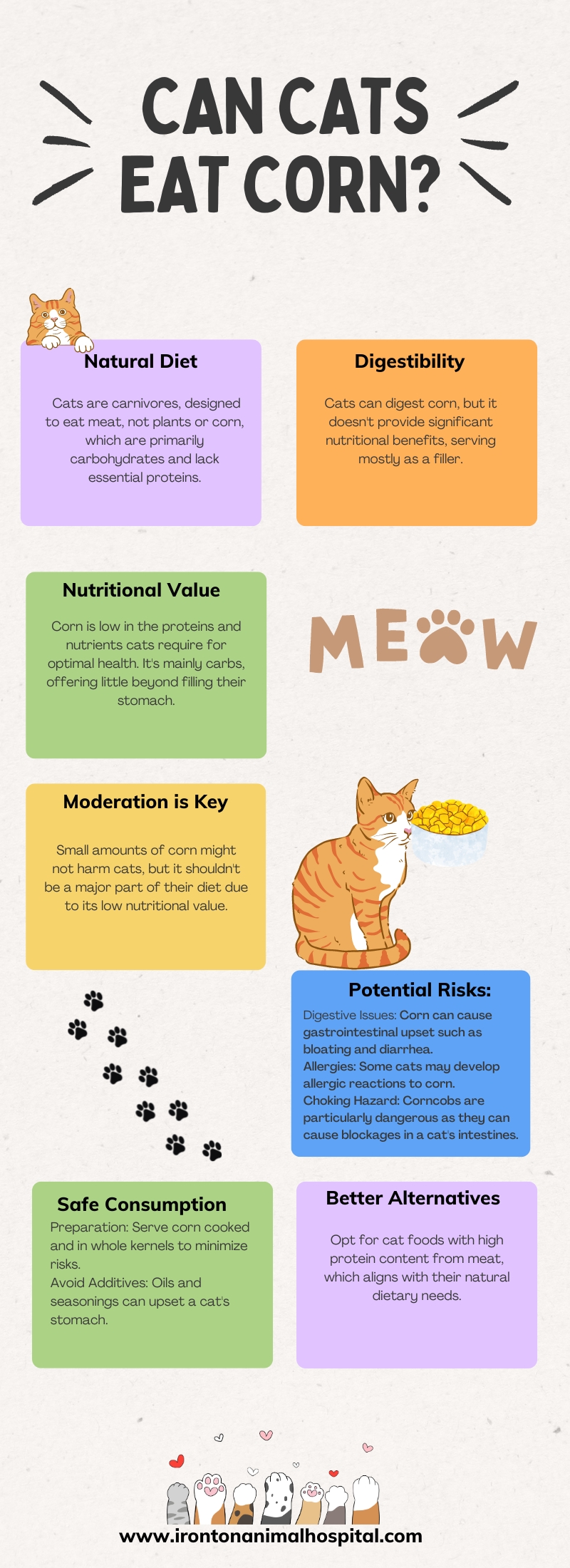 Can Cats Eat Corn infographic