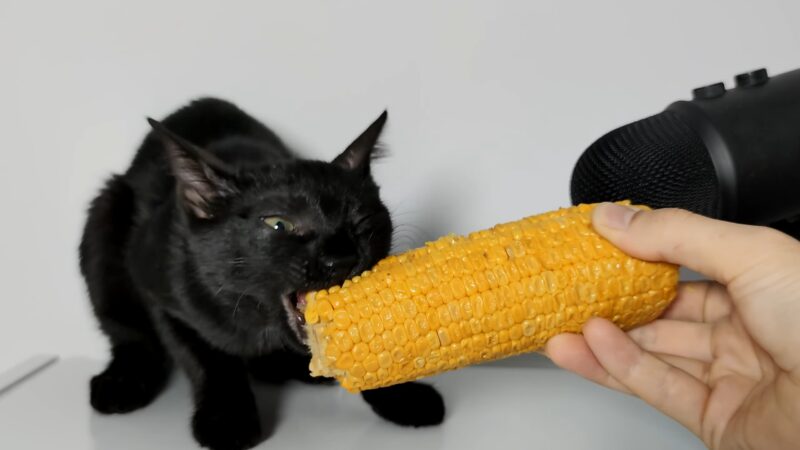 Cat eating corn ASMR