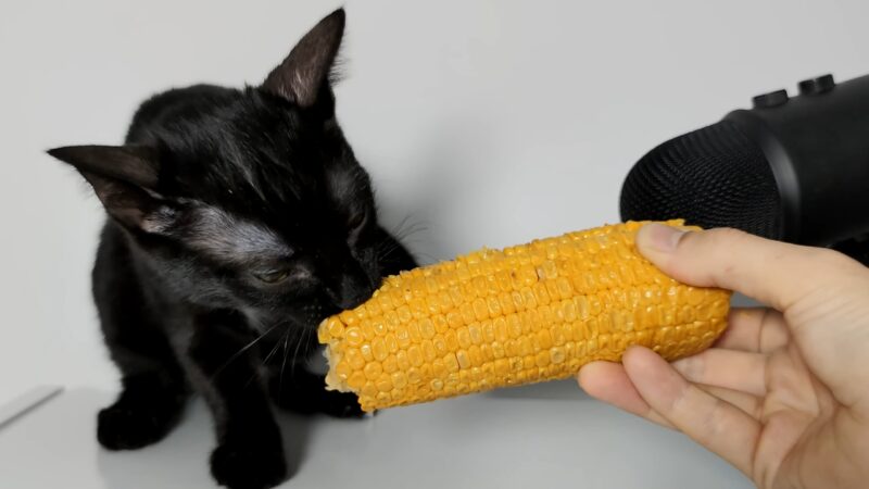 Cats eat Corn