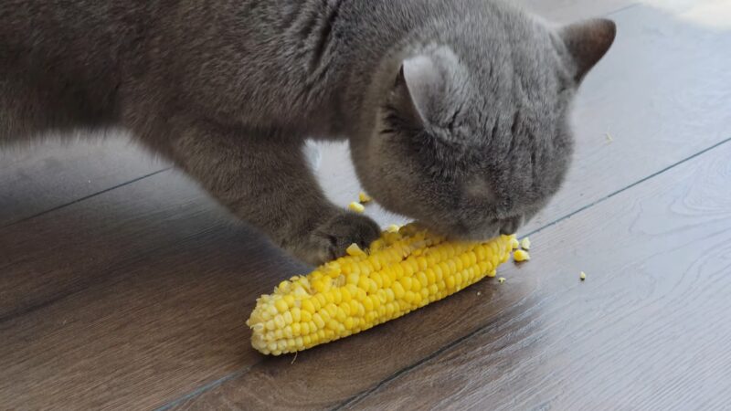 Corn and cat