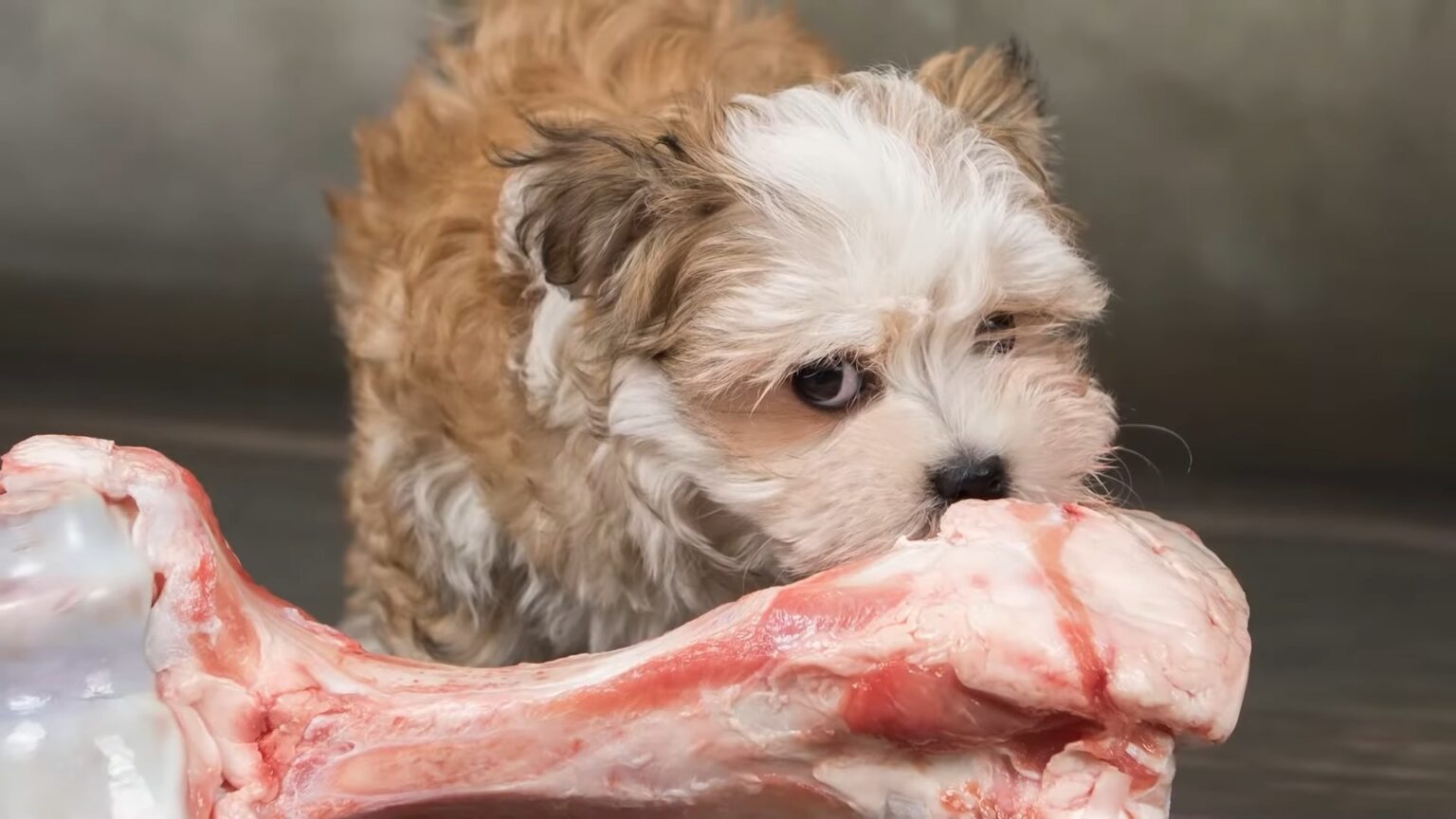 can-dogs-have-ham-bones-what-you-need-to-know-for-their-safety
