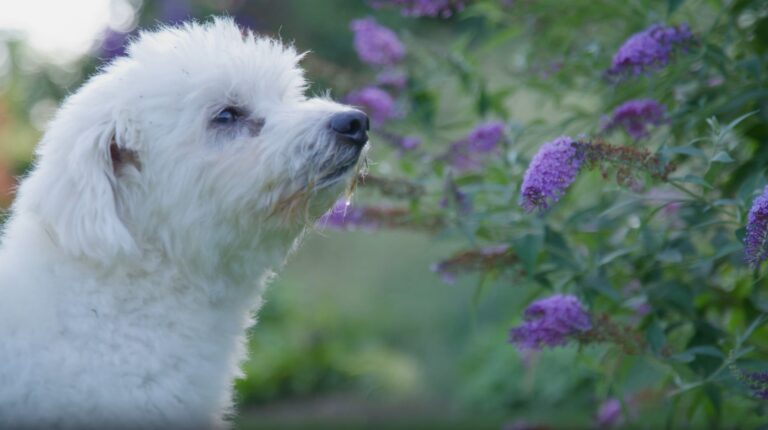 Dog outdoors beside flowers