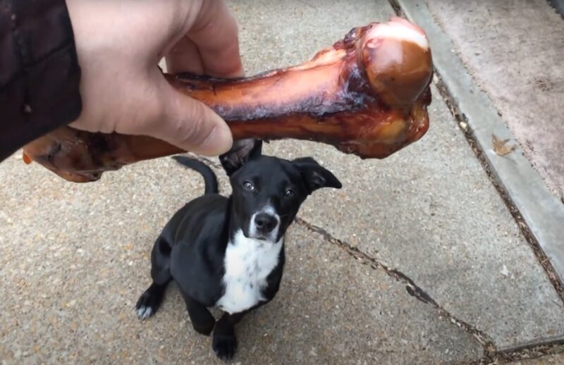 person holding ham bone and dog is looking