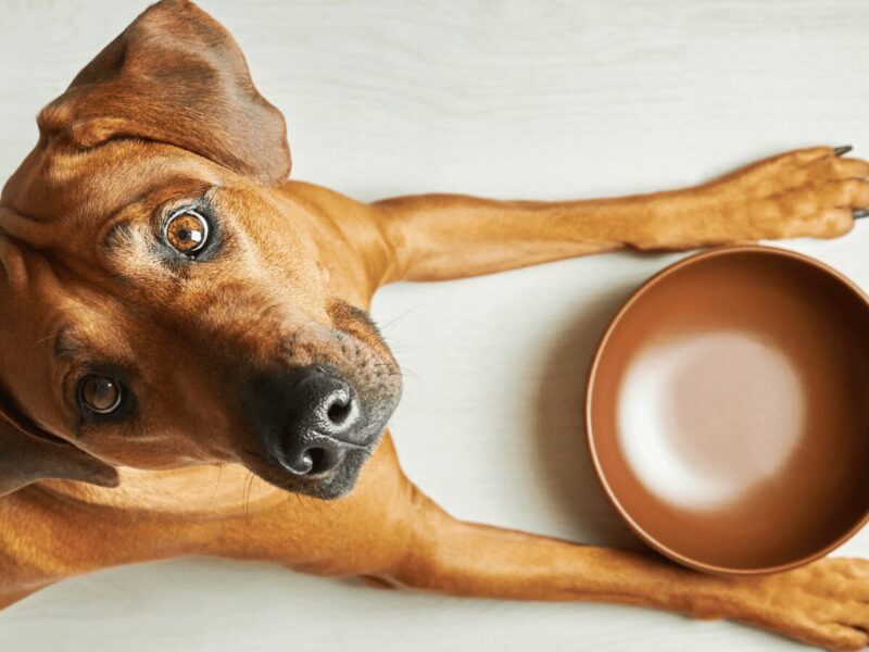 Can Dogs Have Ham Bones What You Need To Know For Their Safety