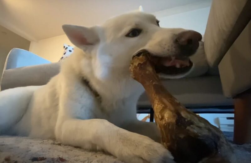 ham bone dog eating