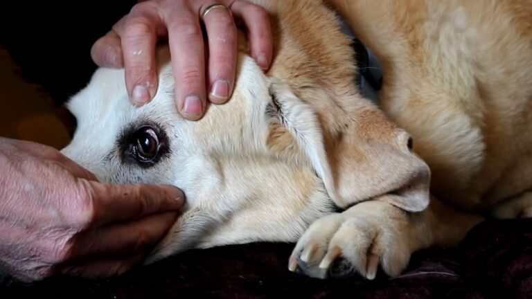 Home Care for A Dog with An Eye Stye