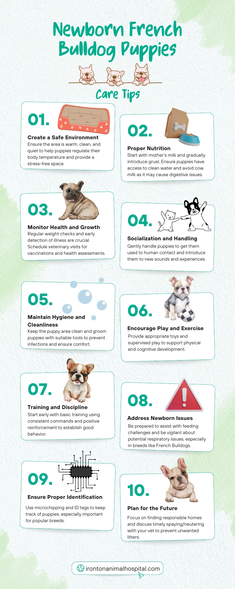 Caring for Newborn French Bulldog Puppies Infographic