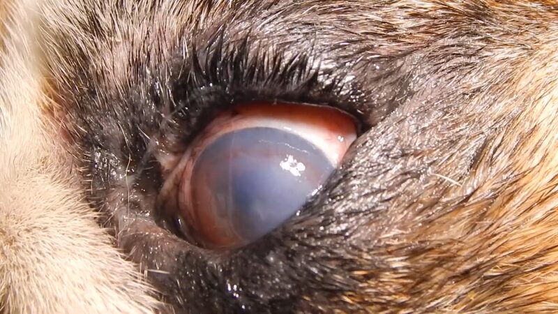 French Bulldog Eye Health