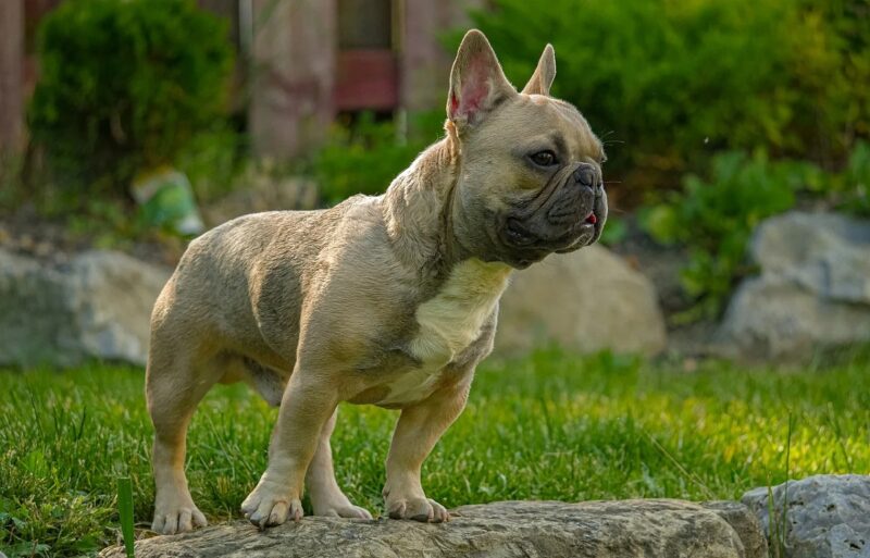 High Maintenance Needs of the French Bulldog