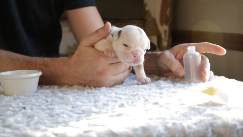 Newborn French Bulldog Puppies Nutrition