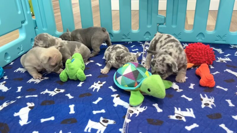 Newborn French Bulldog Puppies Playtime