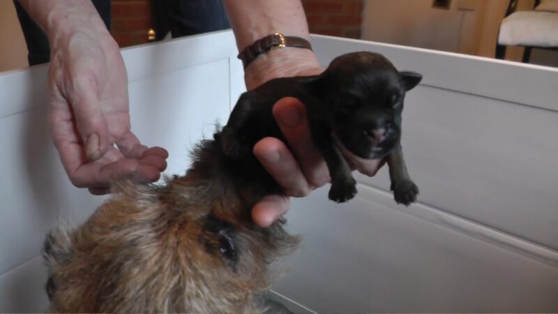 Newborn French Bulldog Puppies Socialization and Handling