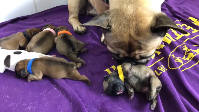 Newborn French Bulldog Puppies