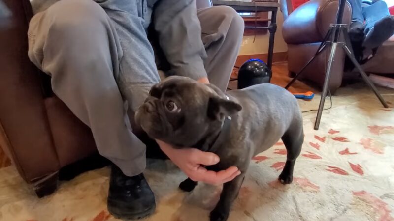 Pricing French Bulldog in Home