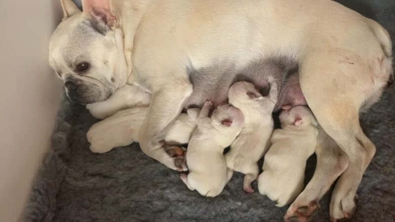newborn French bulldog 