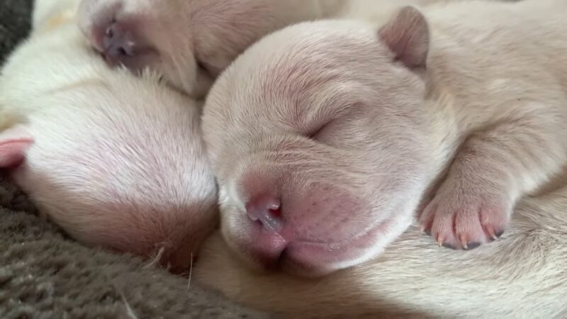 Monitoring Newborn French Bulldog Health & Growth