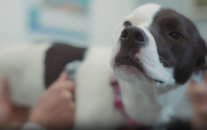 Dog Heart Murmur