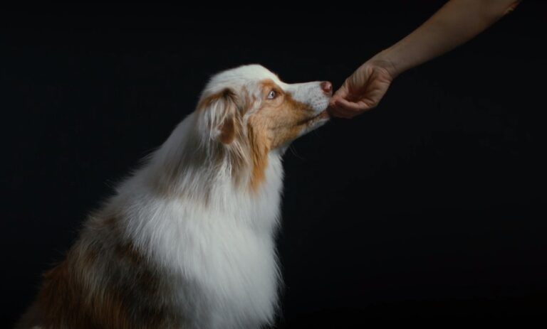 how long to give gabapentin for dogs