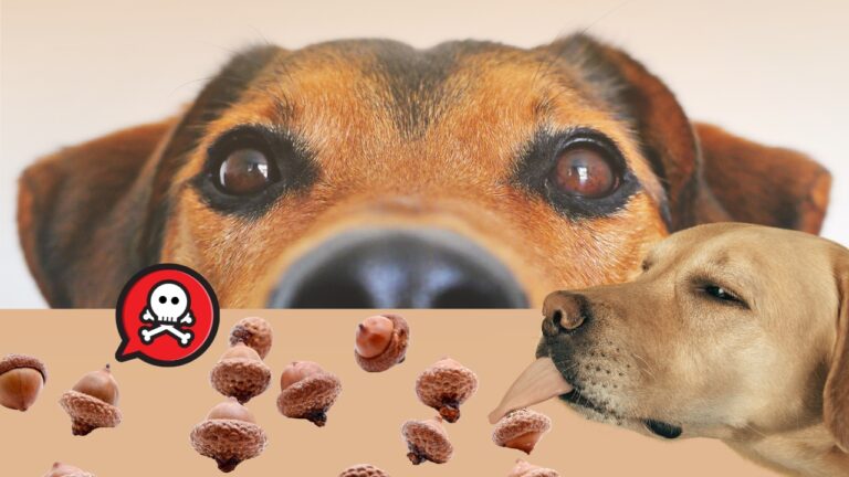 Are Acorns Harmful to Dogs?