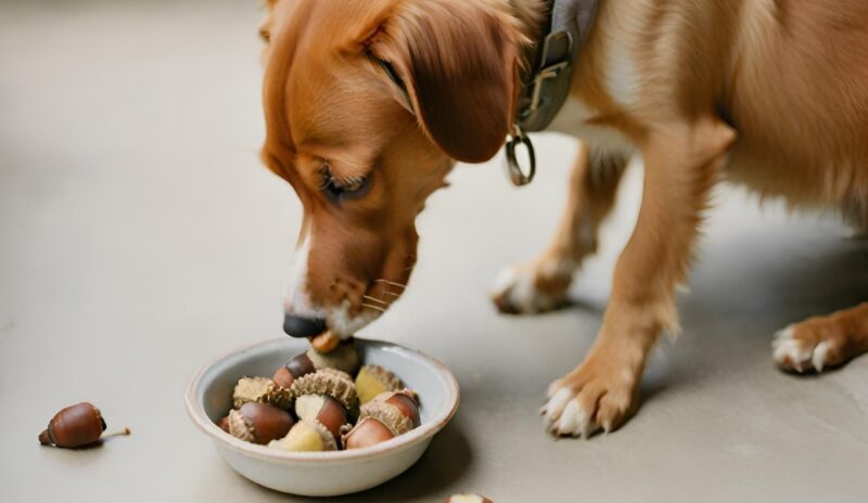 Can Dog Eat Acorns