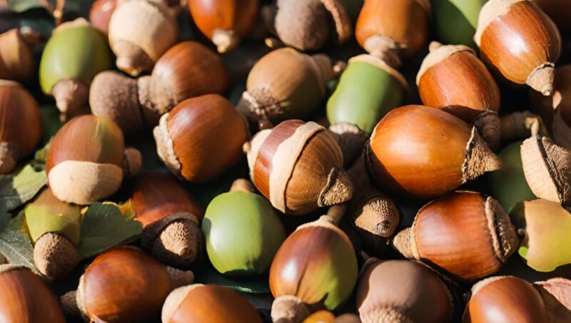 Is it safe for my dog to eat acorns