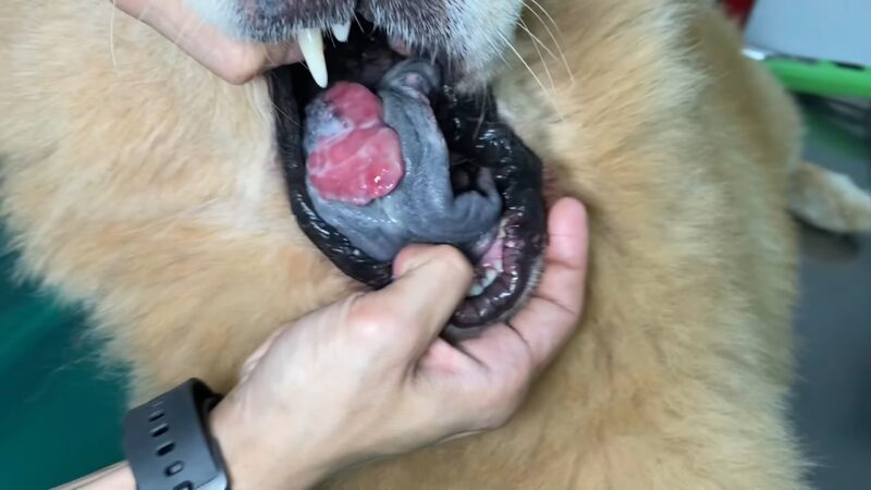 Tongue Tumors - Neoplasia