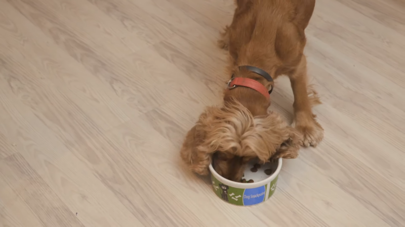 Dog's Diet and Their Eating Habits