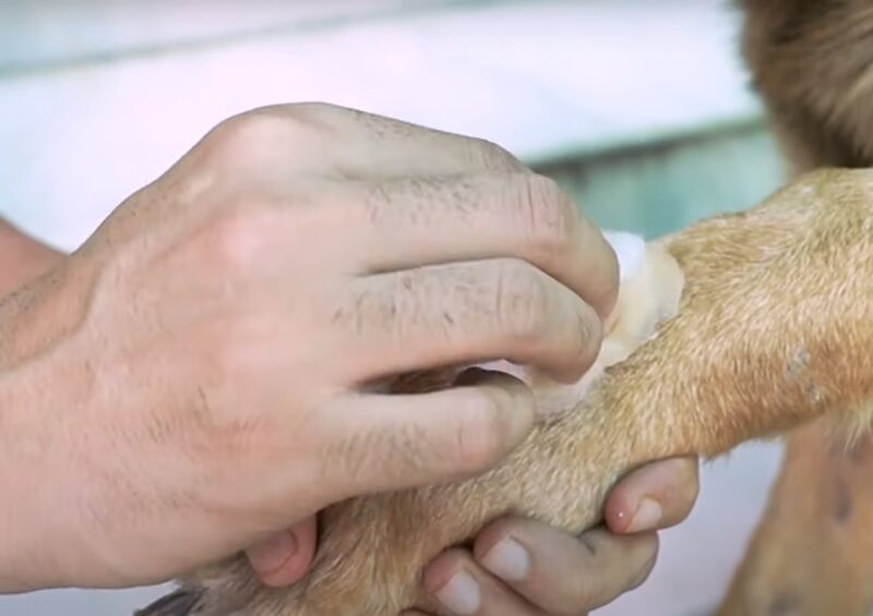 Person applying Minocycline to a dog's paw