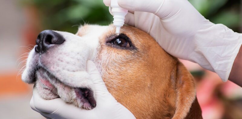 Cyclosporine vs Tacrolimus Eye Drops for Dogs