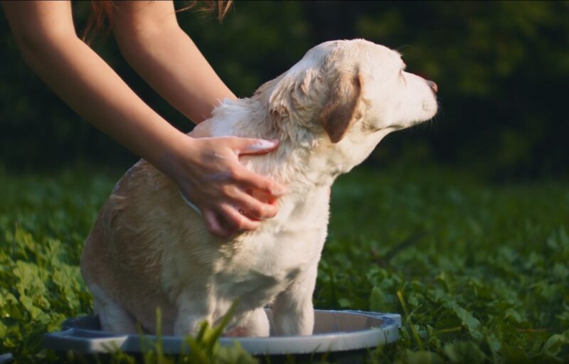 Woman bathing a dog in a basin outdoors