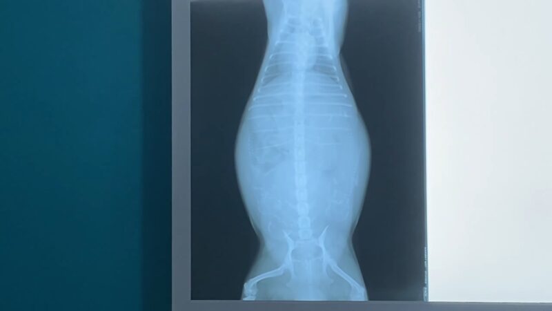 Dogs X-Ray