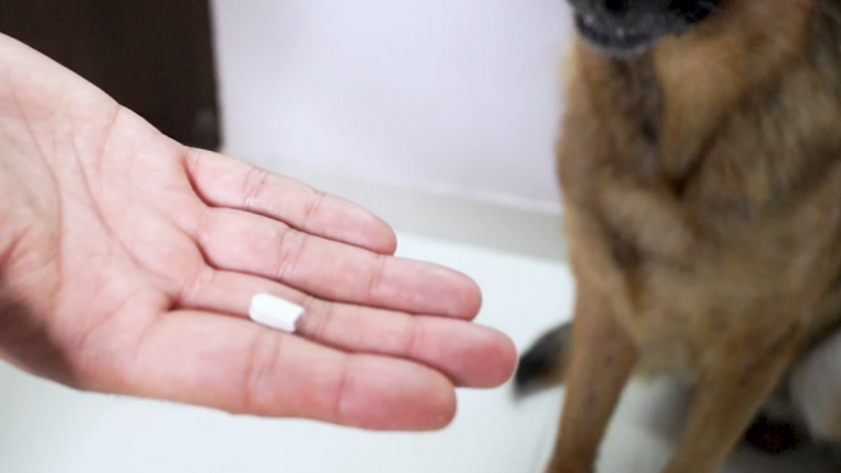 Flea Medication Pills for Dogs Available without A Veterinary Prescription