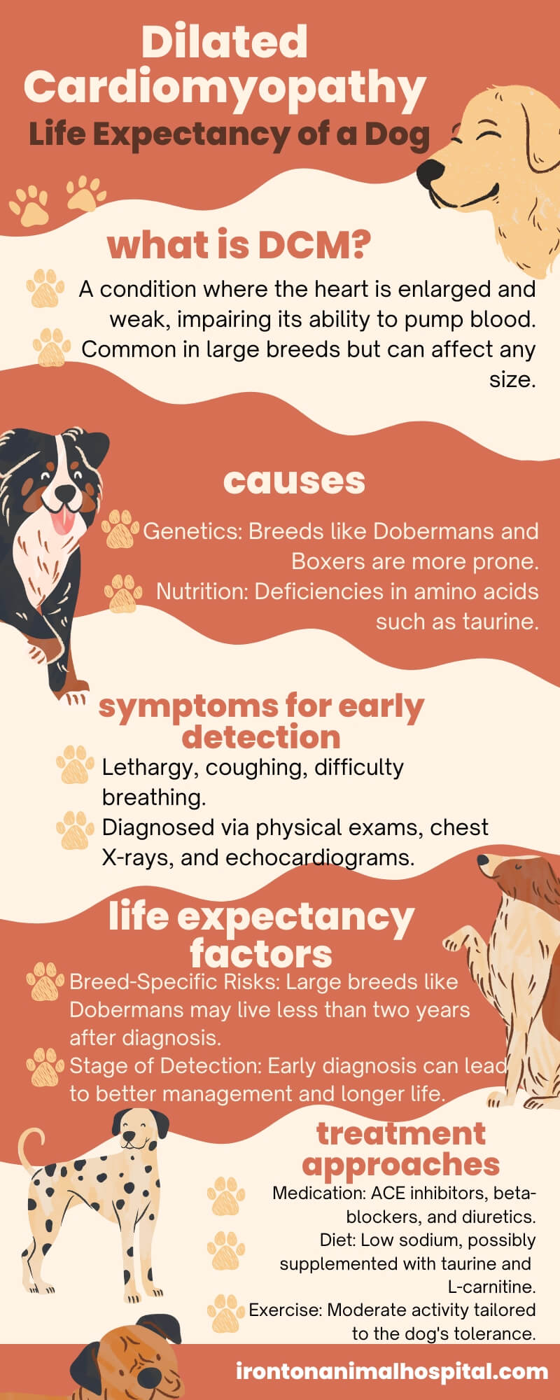Infographic about dogs with dilated cardiomyopathy