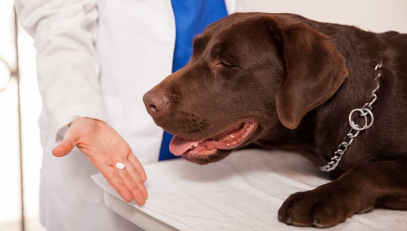 Non prescription dog flea treatments