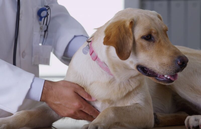 Veterinarian examining dog at the veterinary clinic 