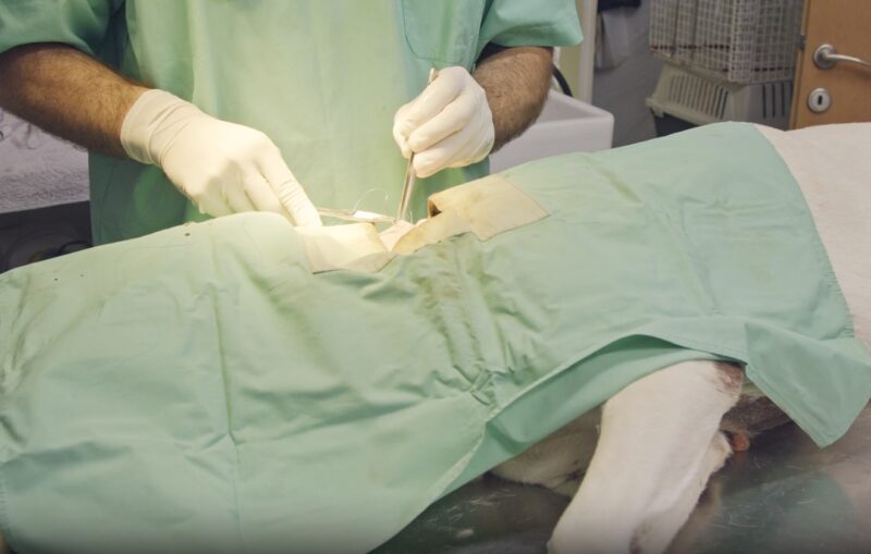 Veterinarian performing surgery on a dog