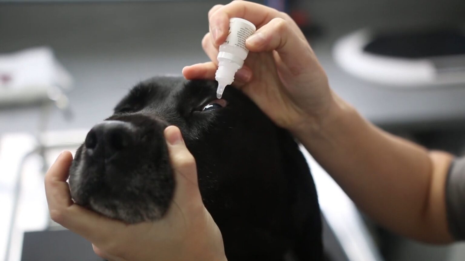 Cyclosporine vs Tacrolimus Eye Drops for Dogs Choosing Wisely