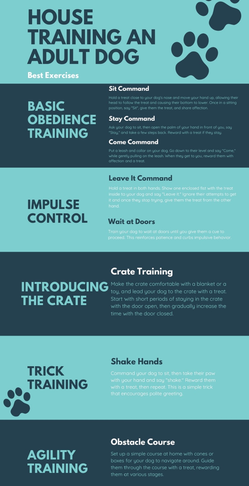 Exercises for Adult Dogs Training