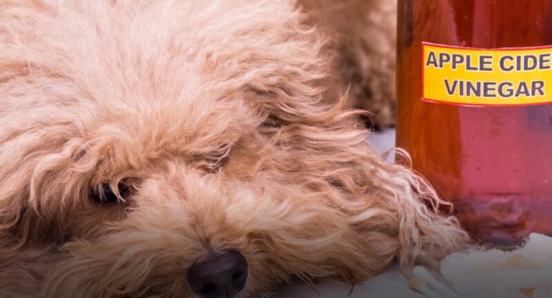 Apple Cider Vinegar - Dog Fleas