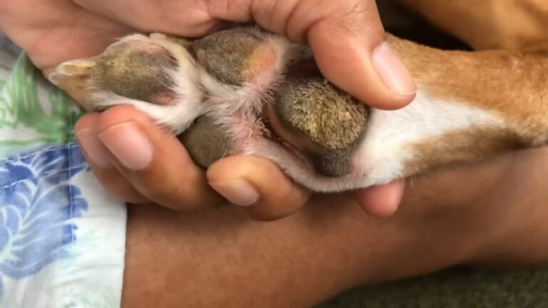 Hyperkeratosis of A Dog's Paw Pads