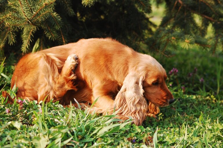 Learn how to treat and prevent dog paw yeast infections.