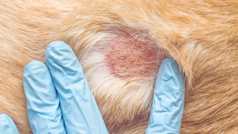 Treating Crusty Scabs on Dogs