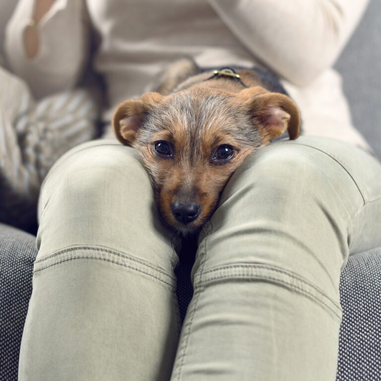 Explore why dogs cuddle and get tips to help them relax independently.