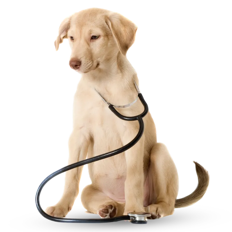 doctor for dogs