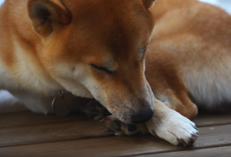 Dog licking its paws 