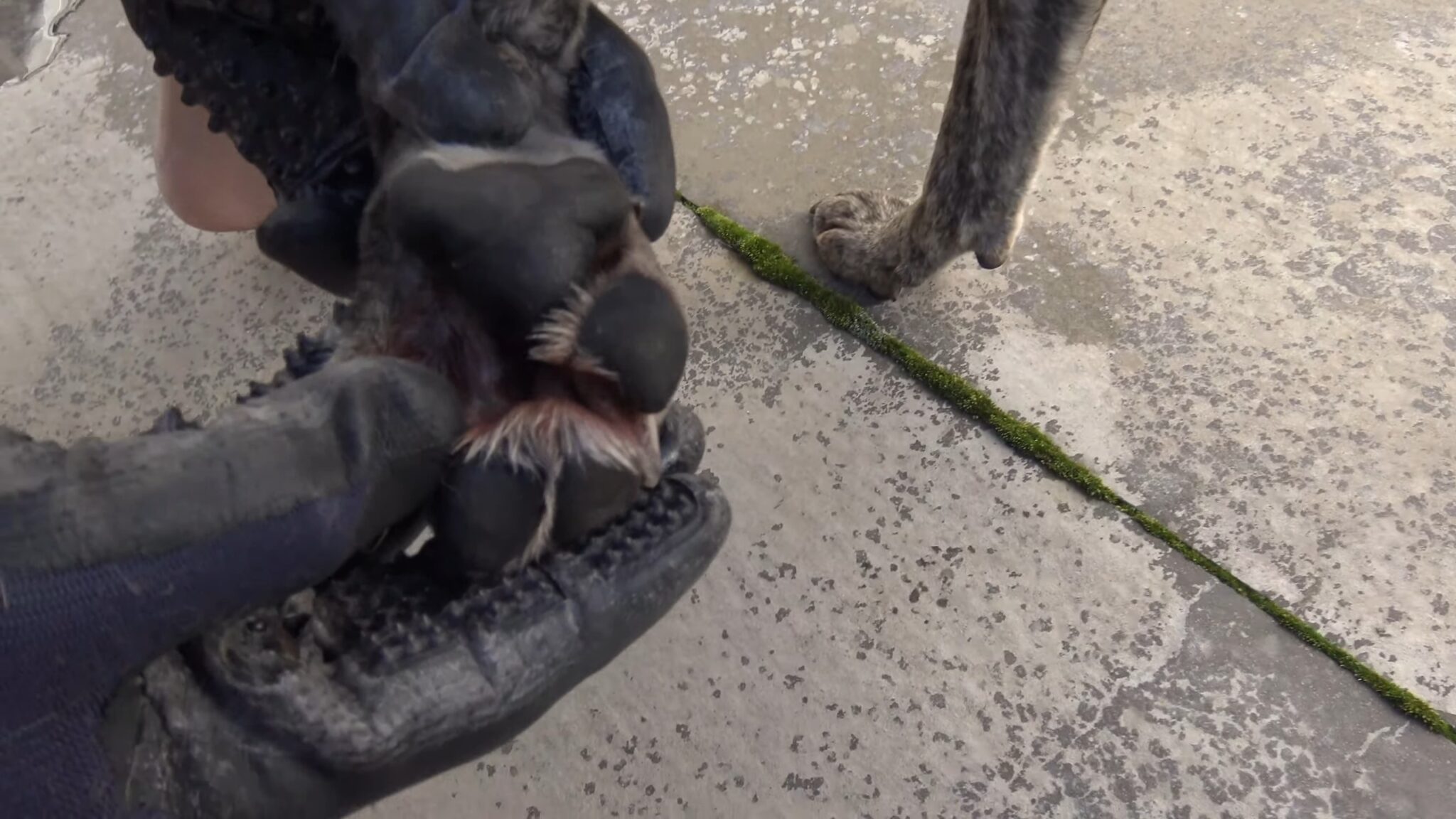 How To Treat Yeast Infections In Dog Paws Effective Remedies